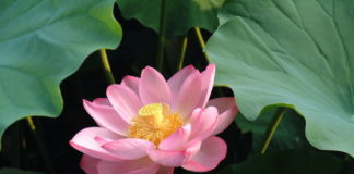 Fior di Loto 1113 0 Fior di loto